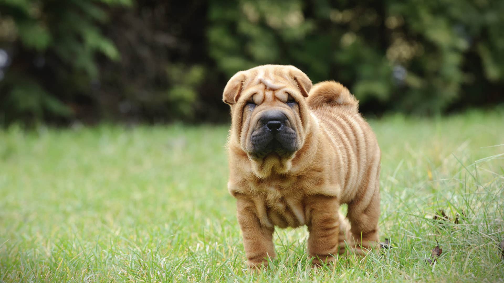 Chinese shar pei dog breed veterinarian wouldn't own 