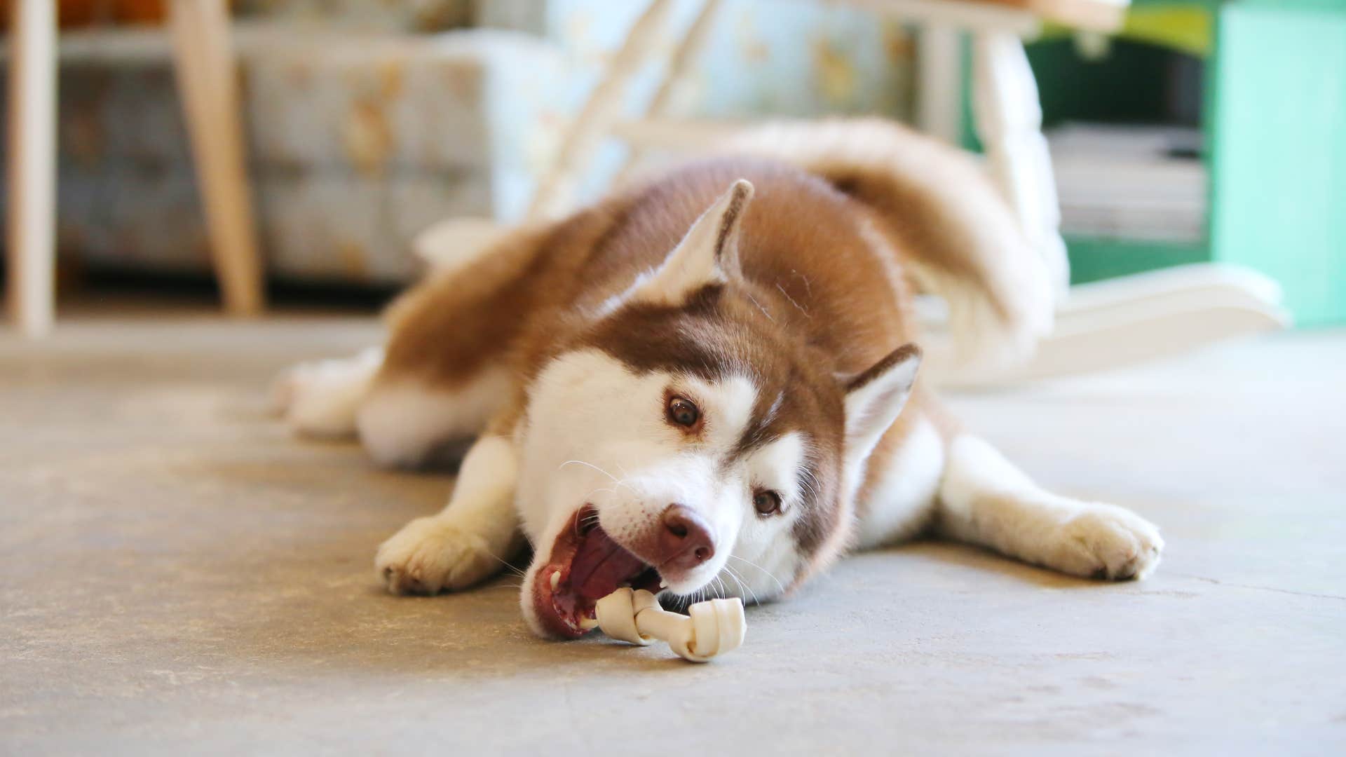 Siberian husky dog breed veterinarian wouldn't own 