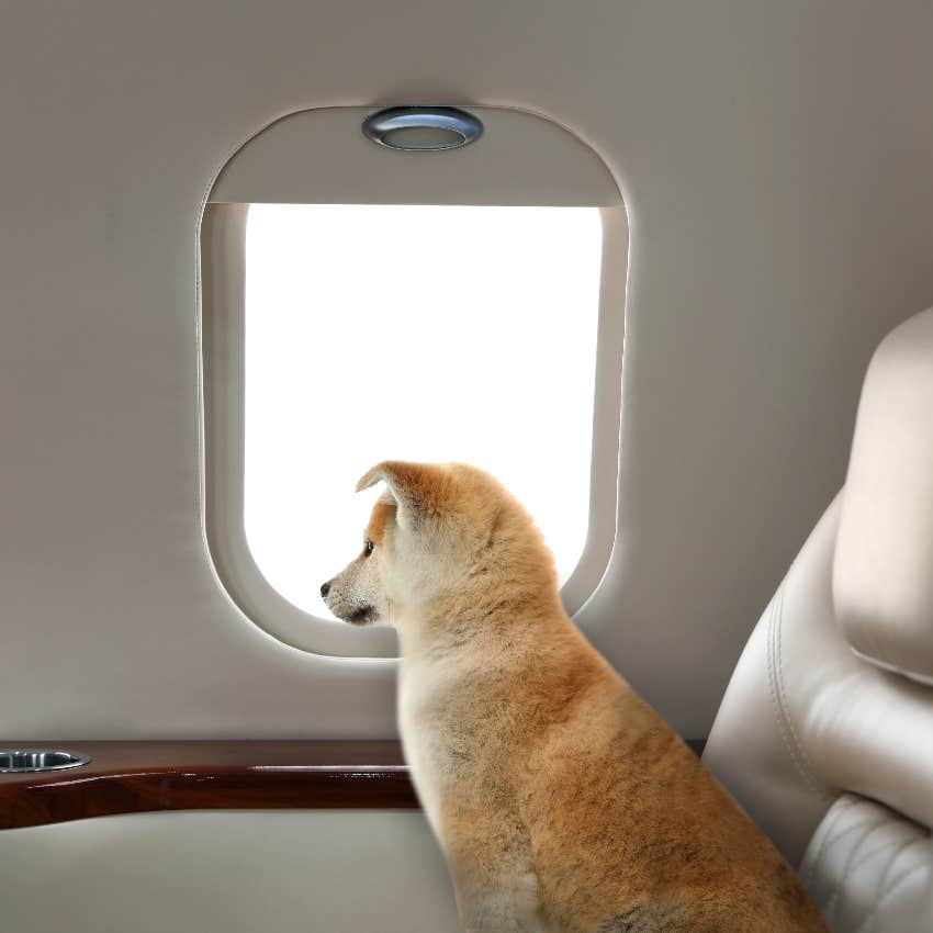 Dog on an airplane