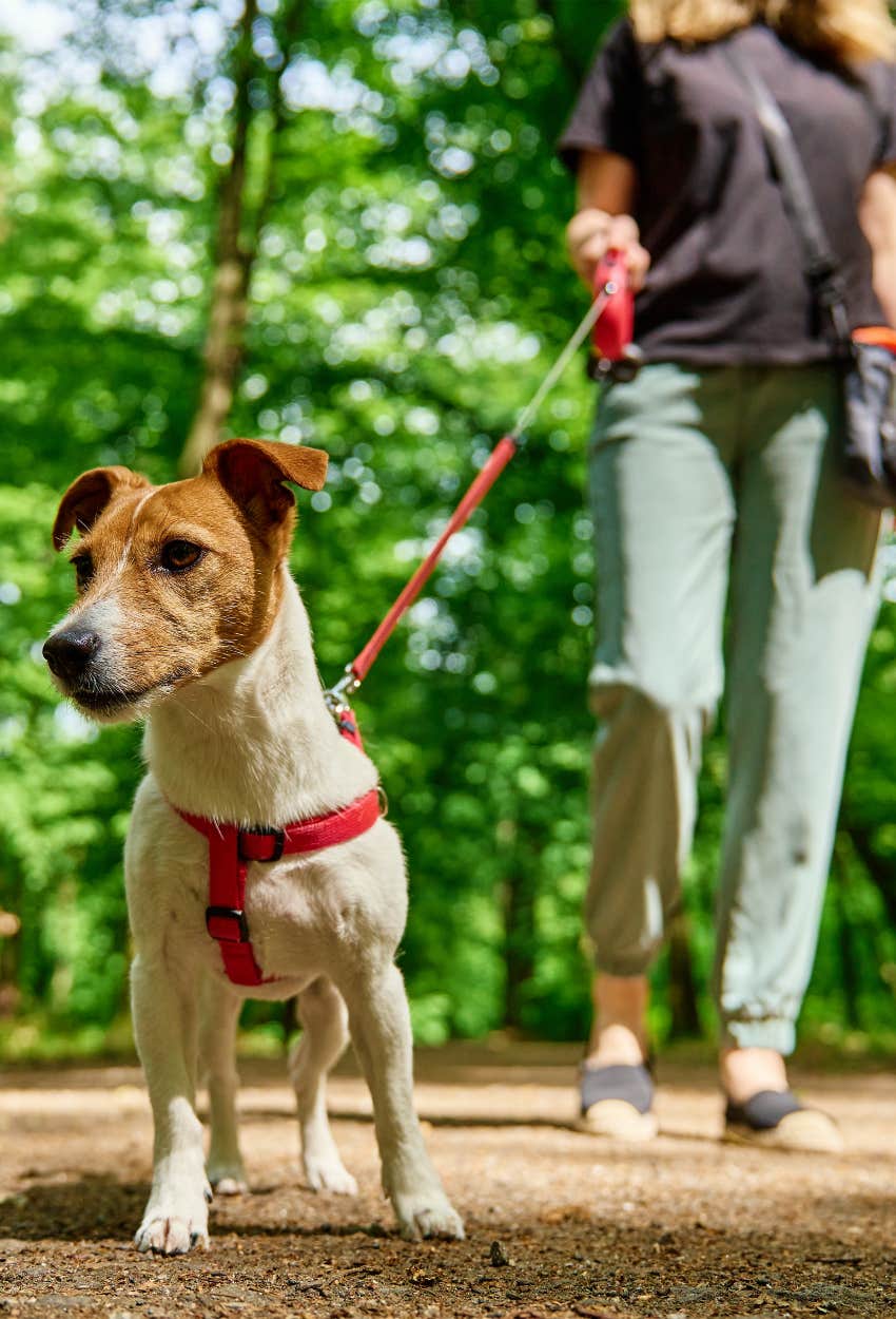 Dog on walk