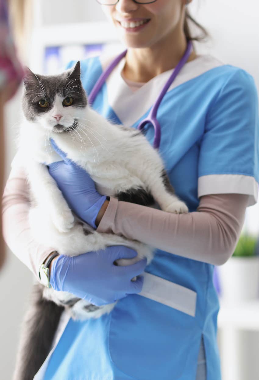 Fat cat at the vet