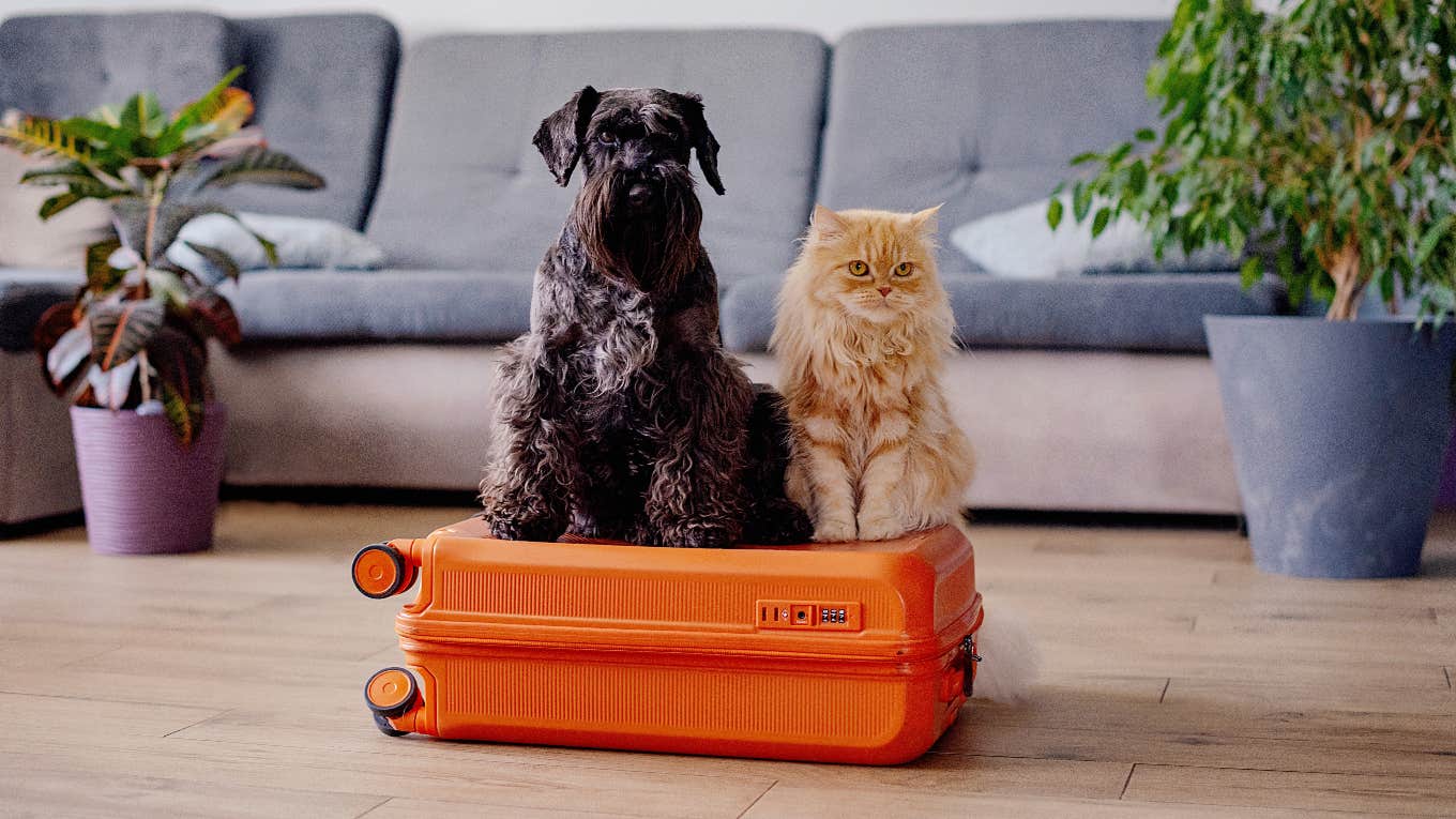 Cat and dog ready to get on a plane