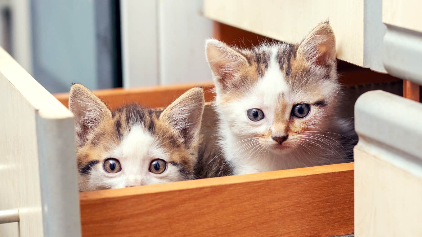 Kittens In A Drawer