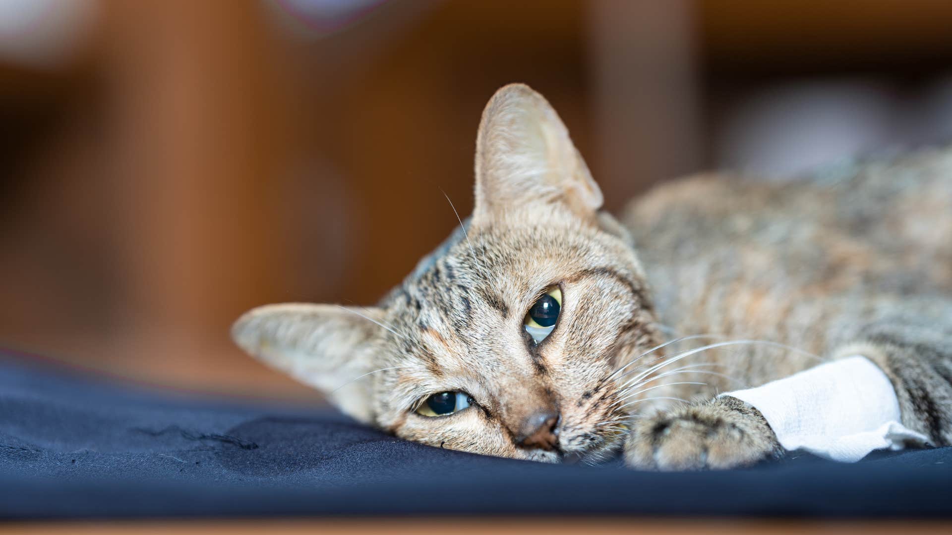 Cat laying on a bed looking sad