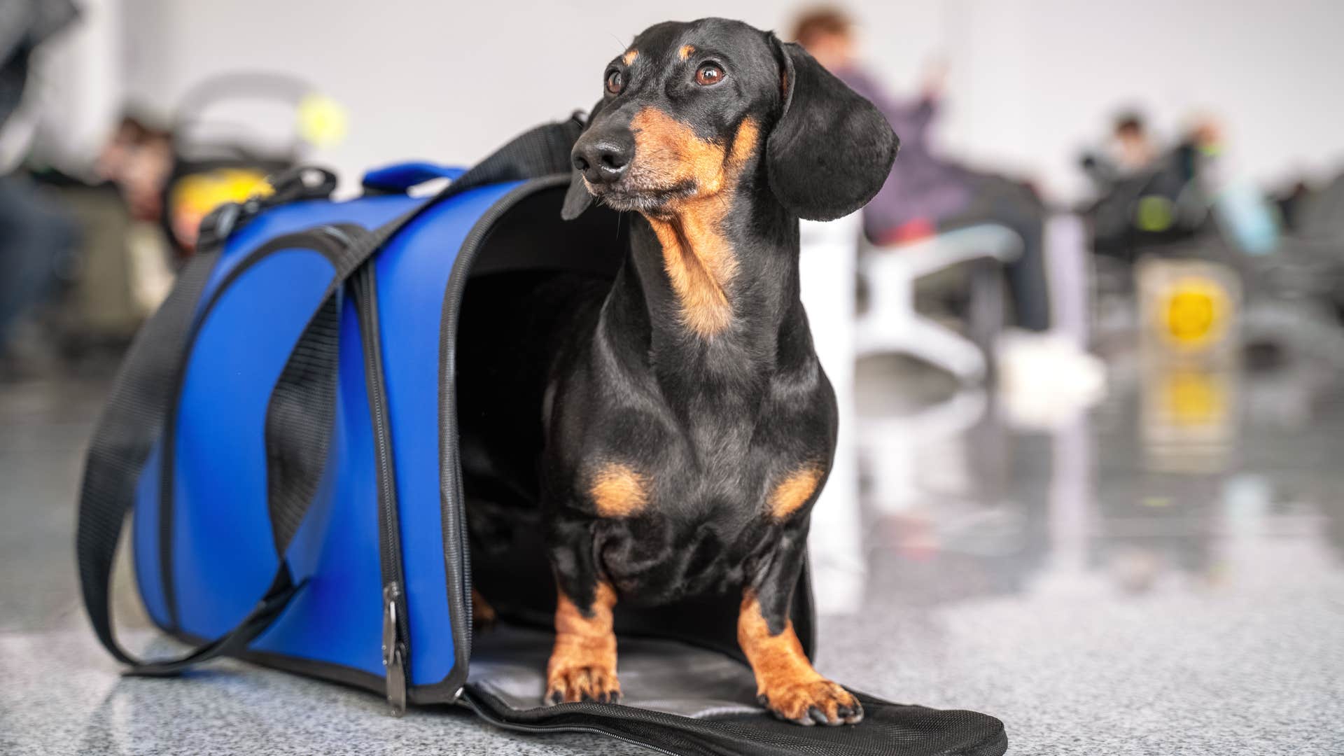 Dog coming out of his carrier on a counter