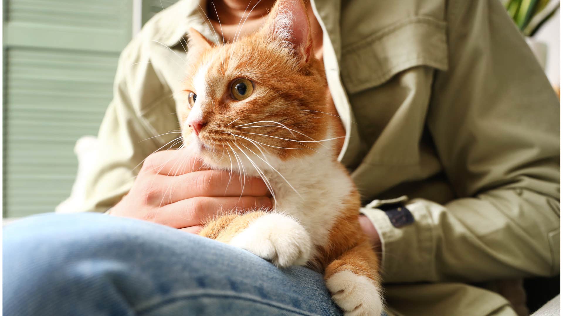 Cat sitting on its owner's lap