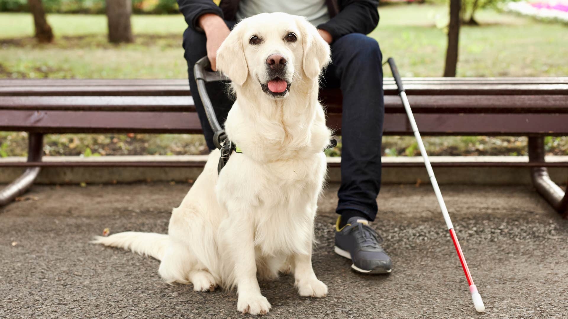 Dog sitting in front of his blind owner