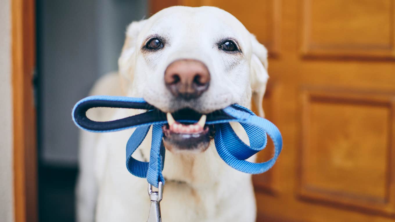 Dog wants a walk