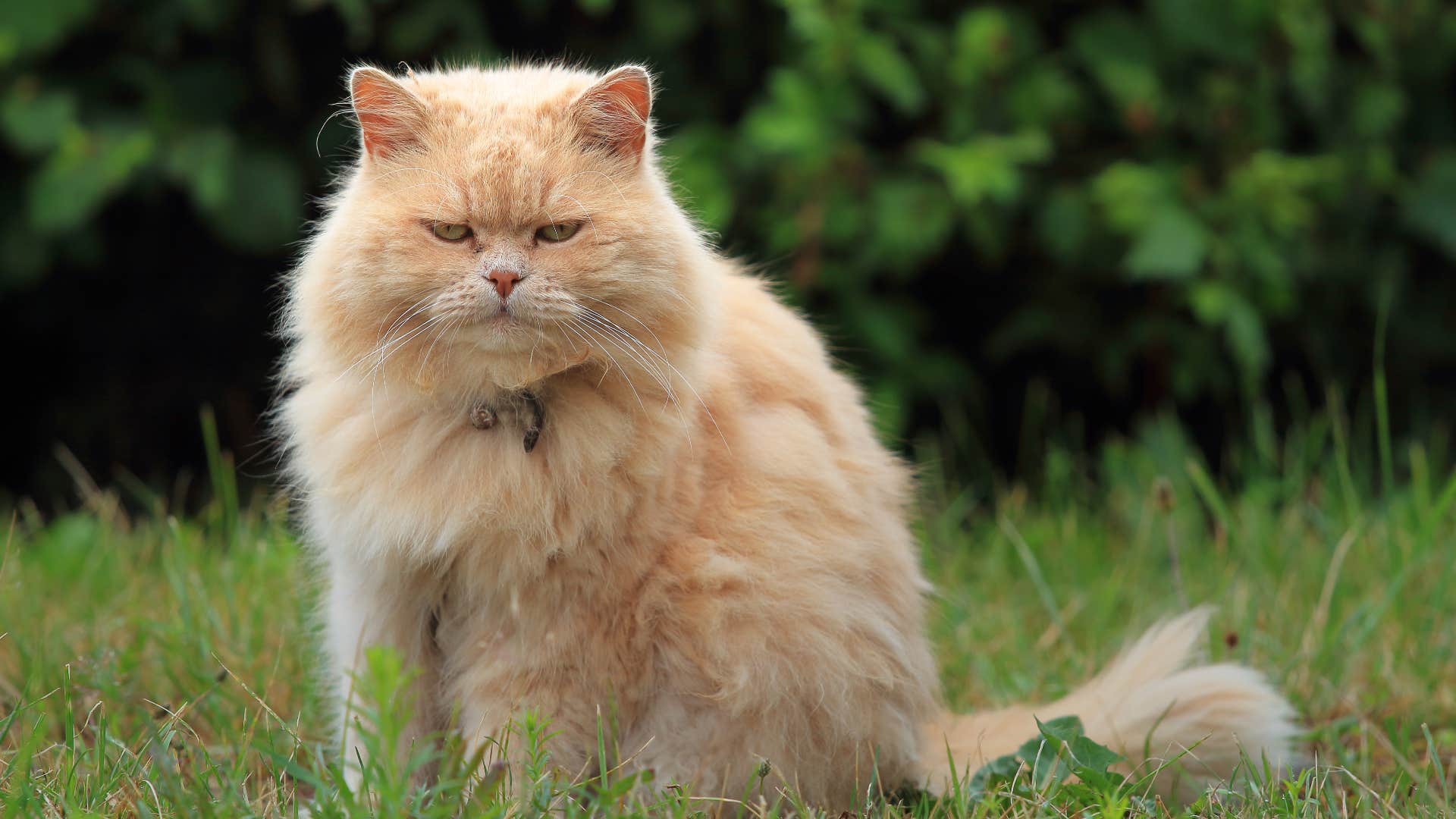 Cat with cantankerous personality type frowning outside