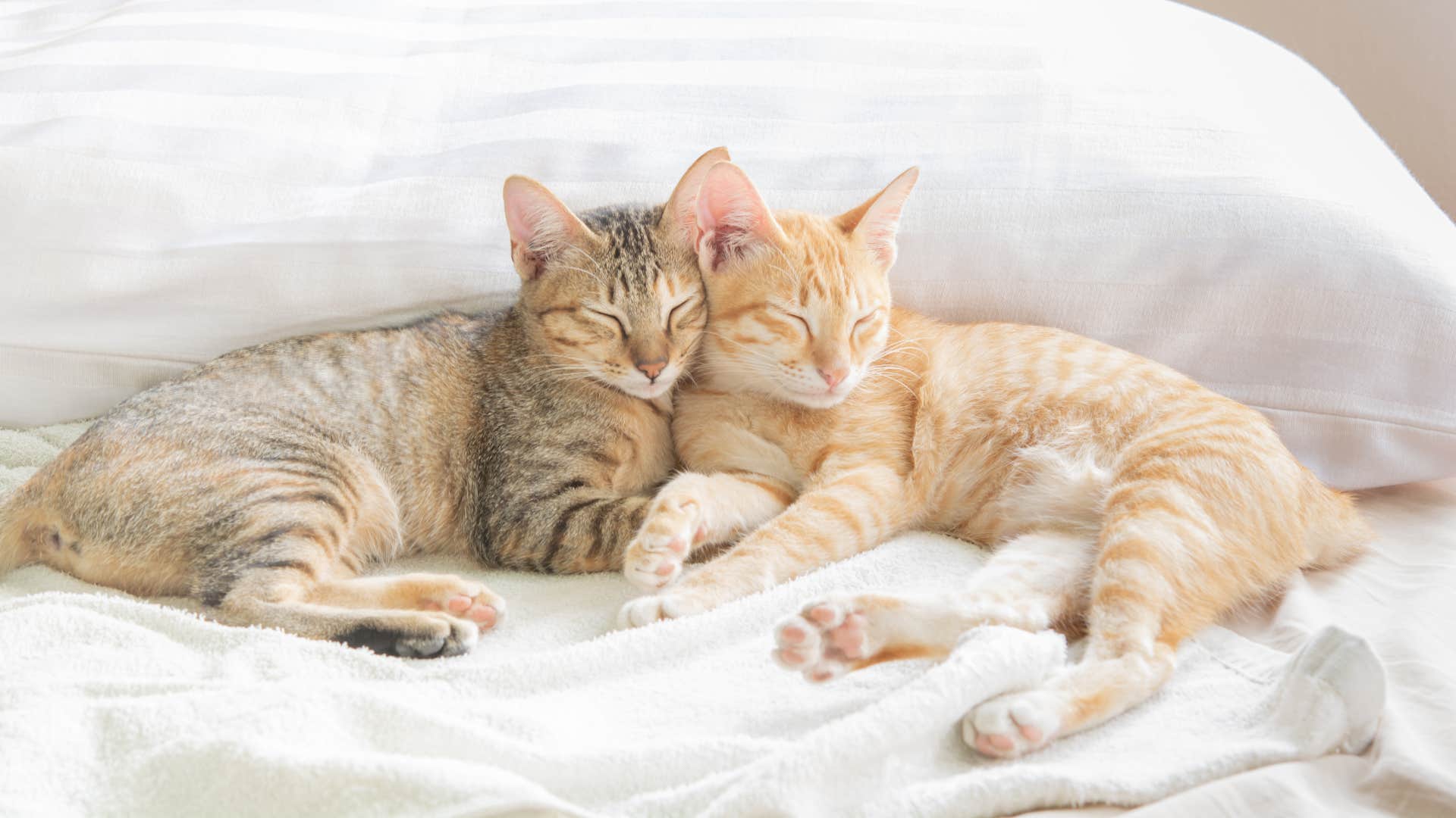 Cats with cat's cats personalities cuddling