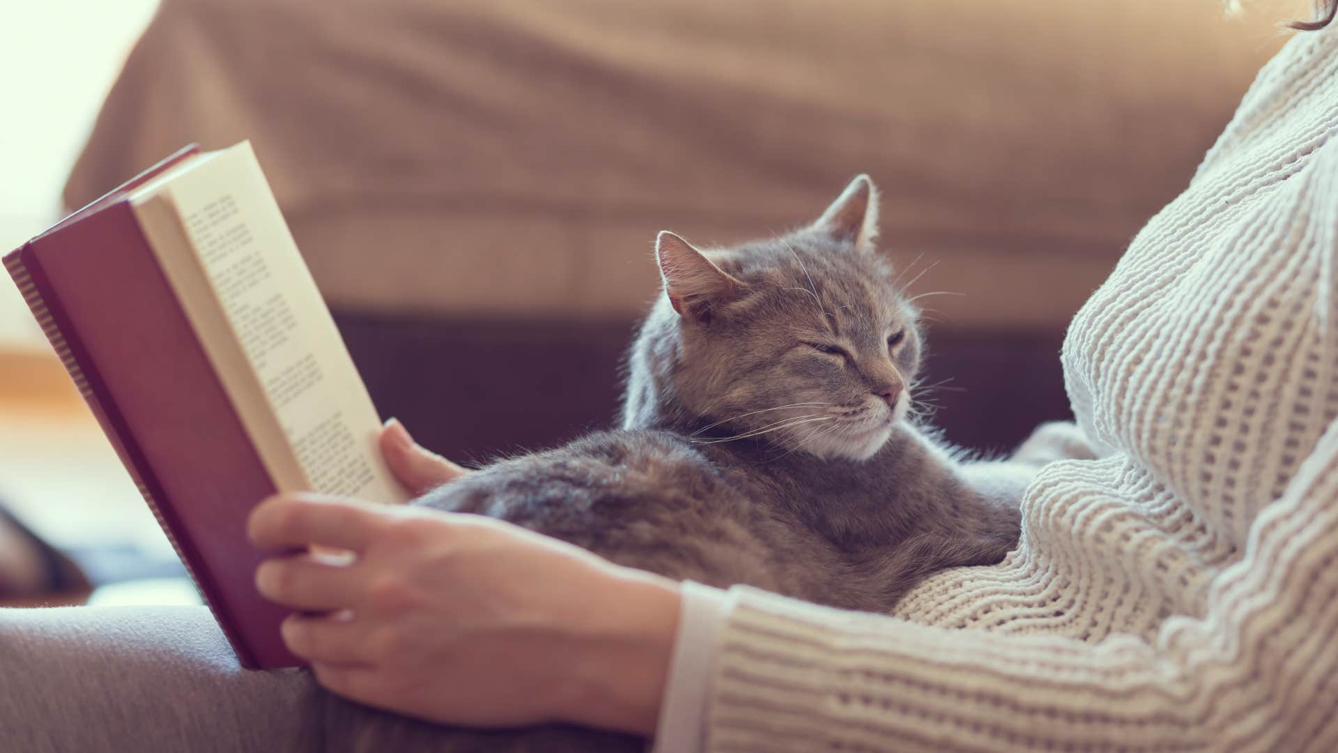 Cat with human personality type on owner's lap