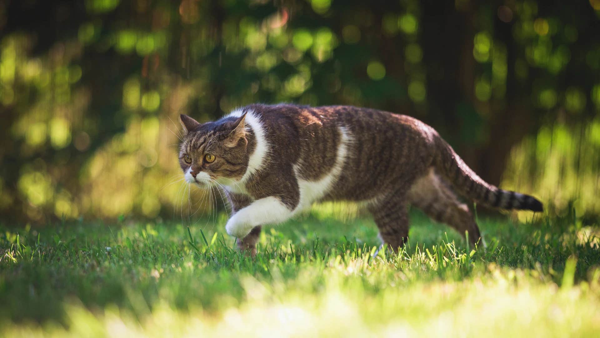 Cat with hunter personality type prowling through the grass