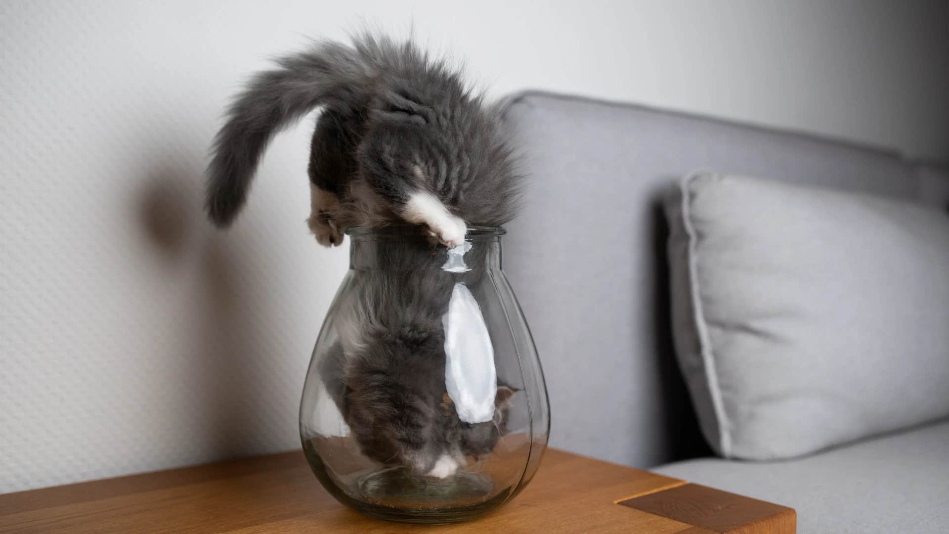 Cat with inquisitive personality type stuck in a vase