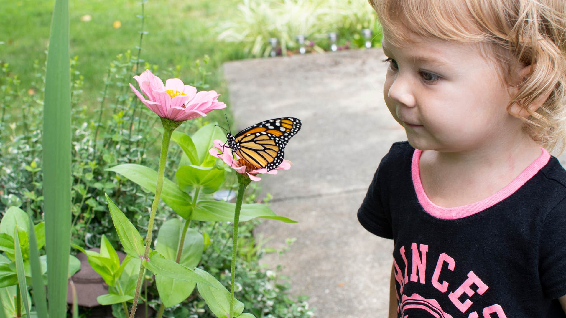 Monarch butterflies and fireflies disappeared without anyone noticing