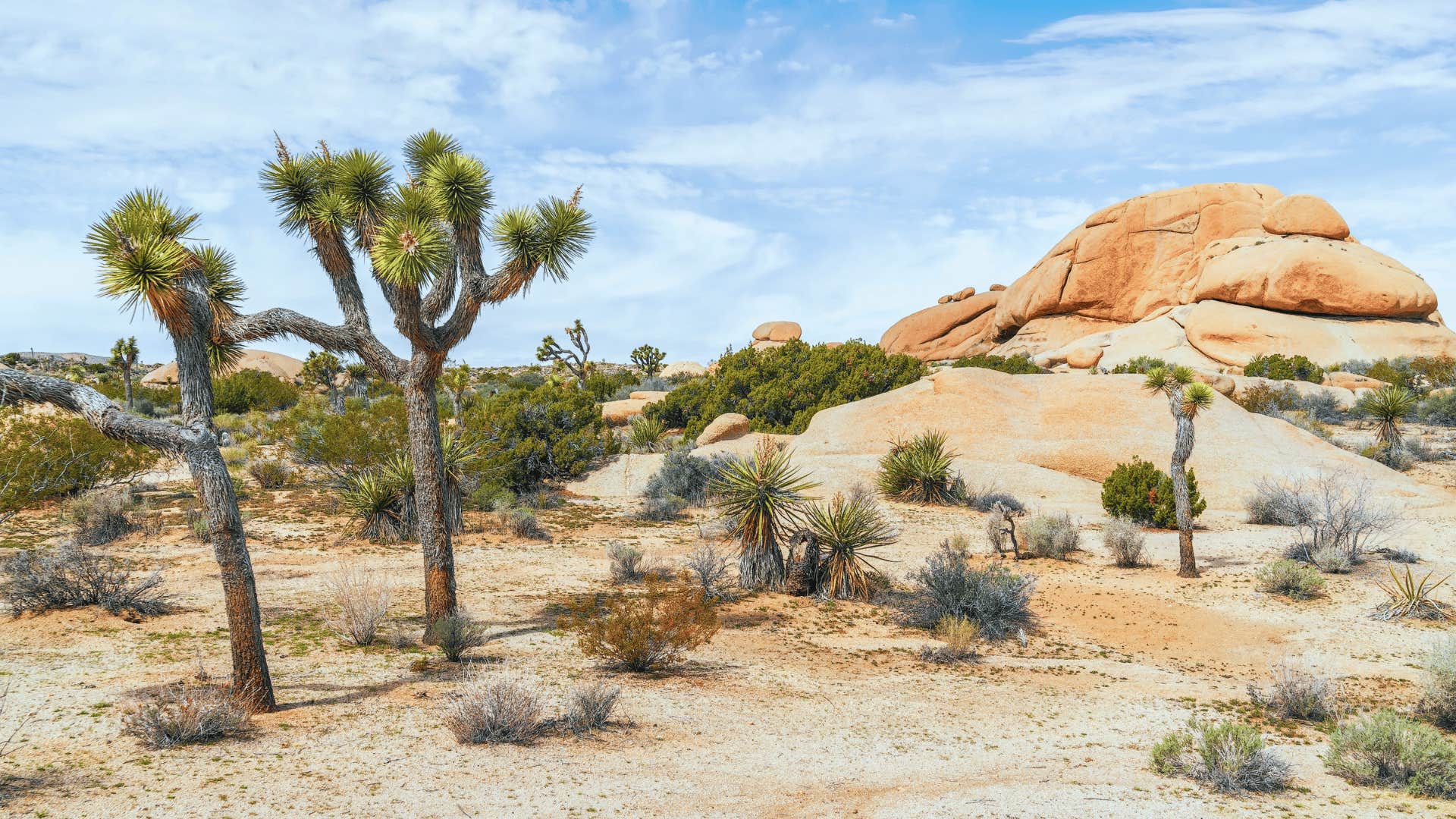 Joshua Tree National Park, California