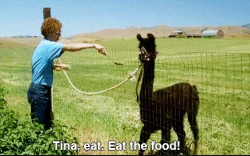 tina eat the food millennial phrases started joke became generation's entire vocabulary