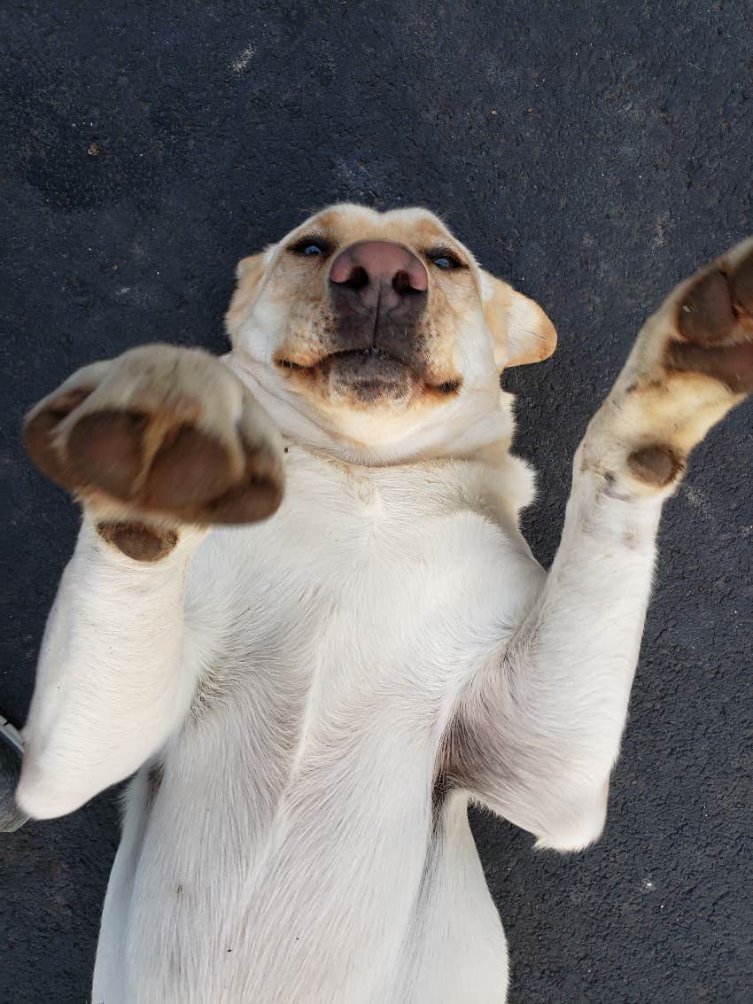 labrador showing belly greet person love most