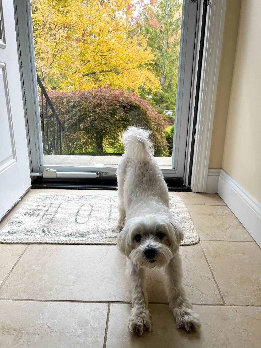 maltese dog stretching greeting person love most