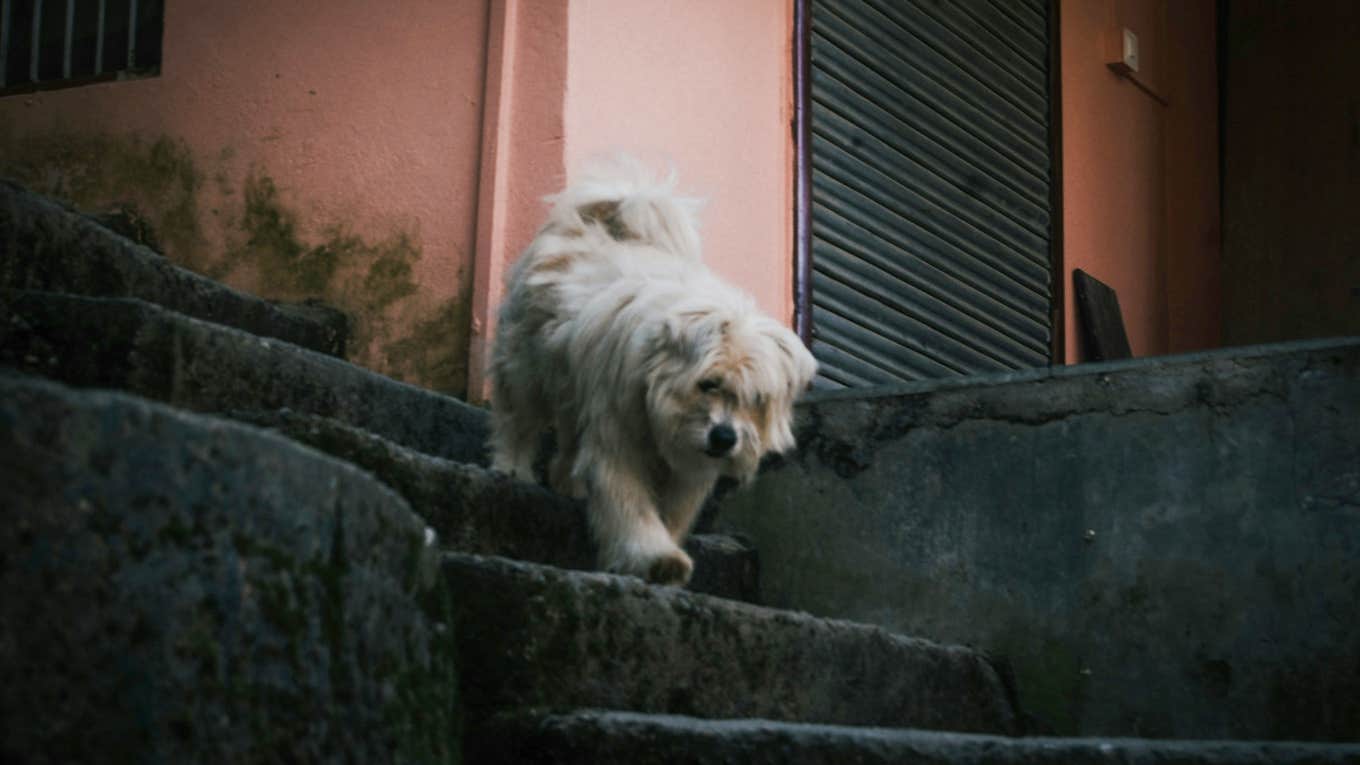 dog running outside greet person loves most