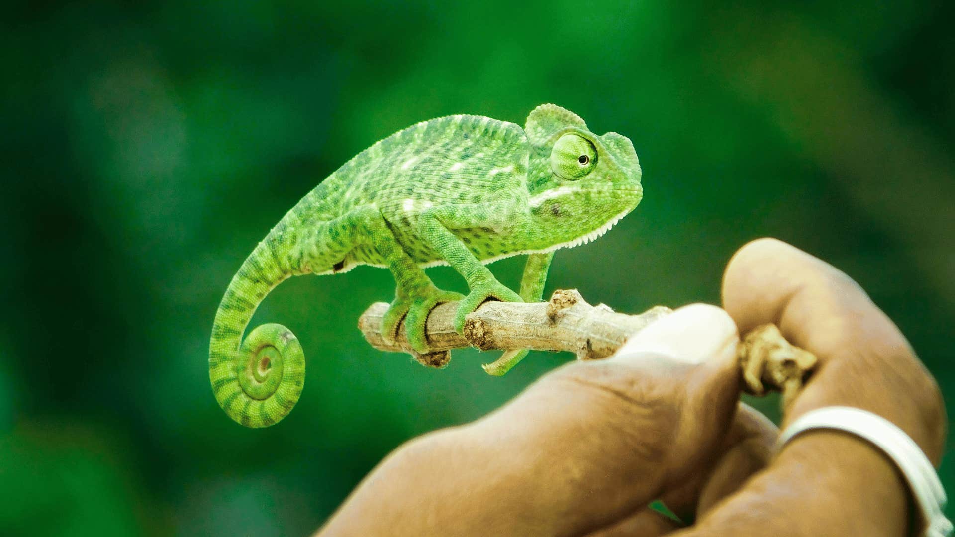 bright green chameleon