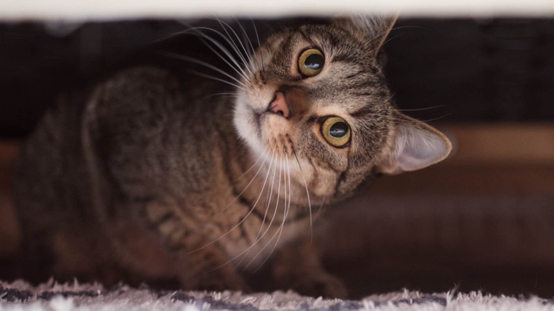 cat scared of chaotic schedule 