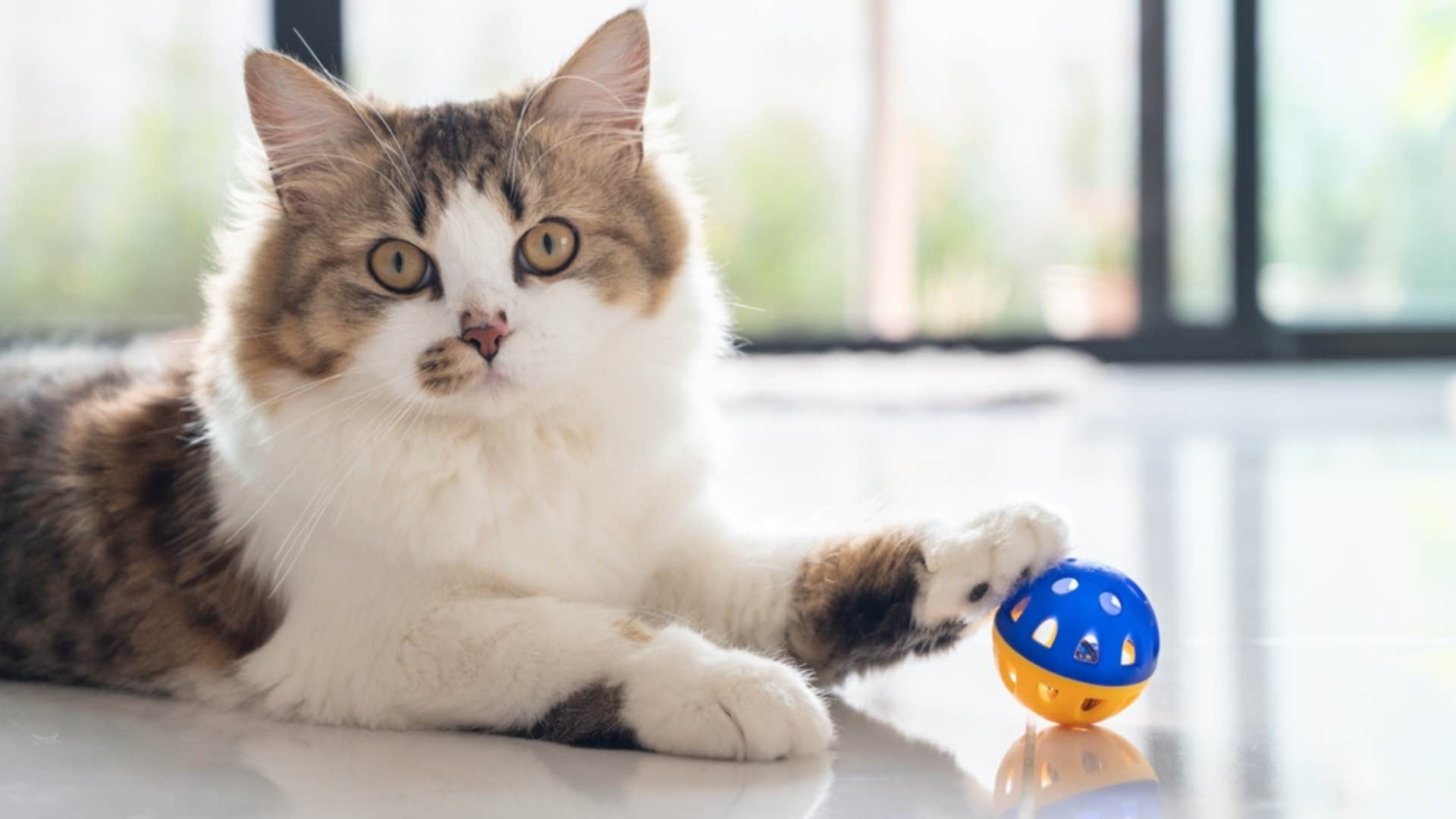 cat playing with stimulation toy