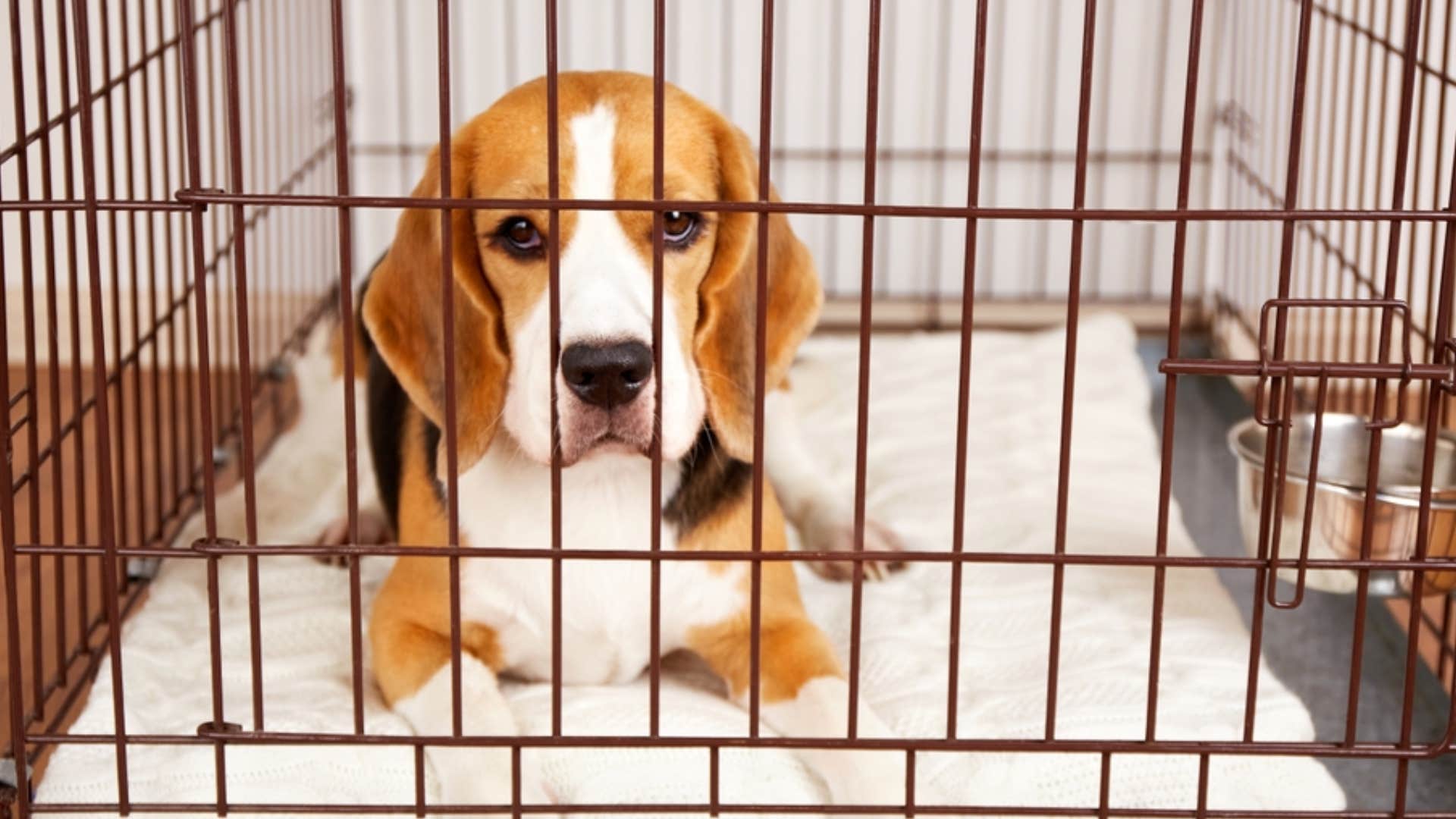 dog in cage being punished 