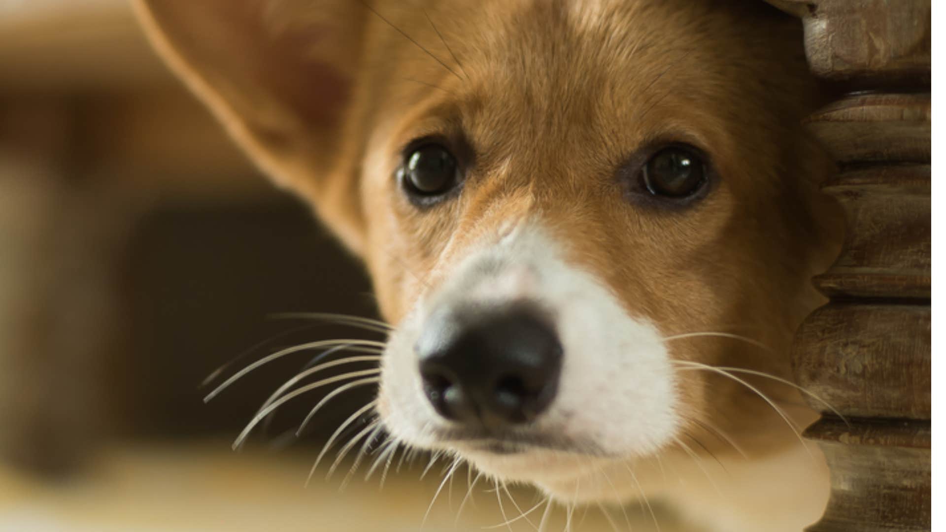 dog scared of owner raising their voice 