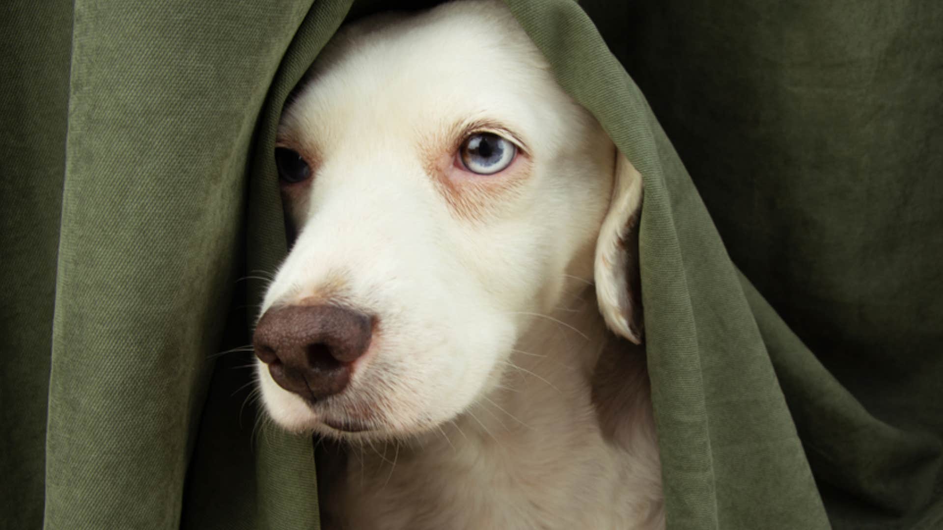 dog scared of too much change