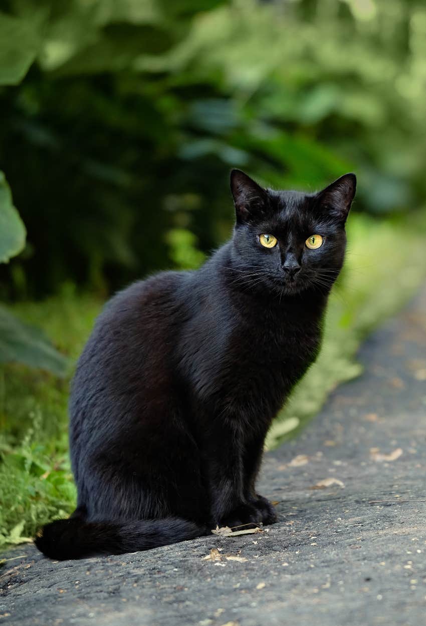 black cat