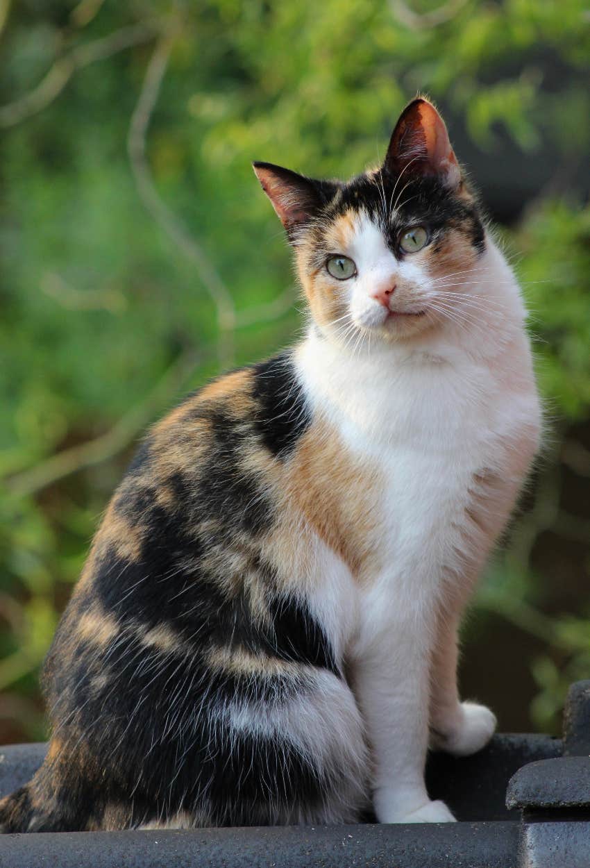 Calico cat