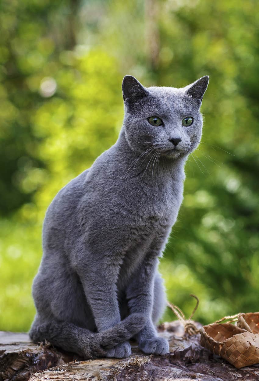 Grey cat