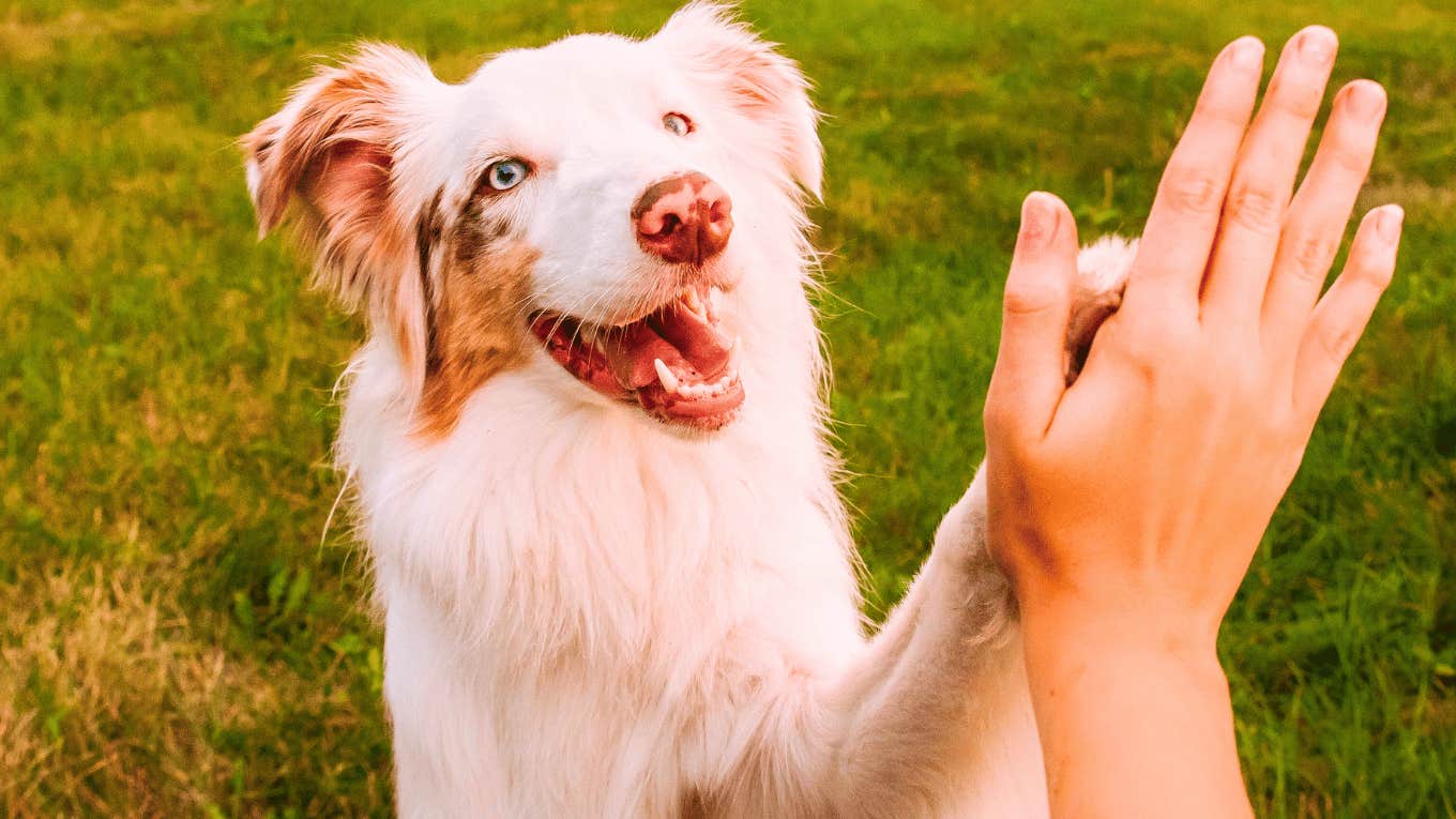 Important Things Dogs Look For When They Pick Their Primary Human