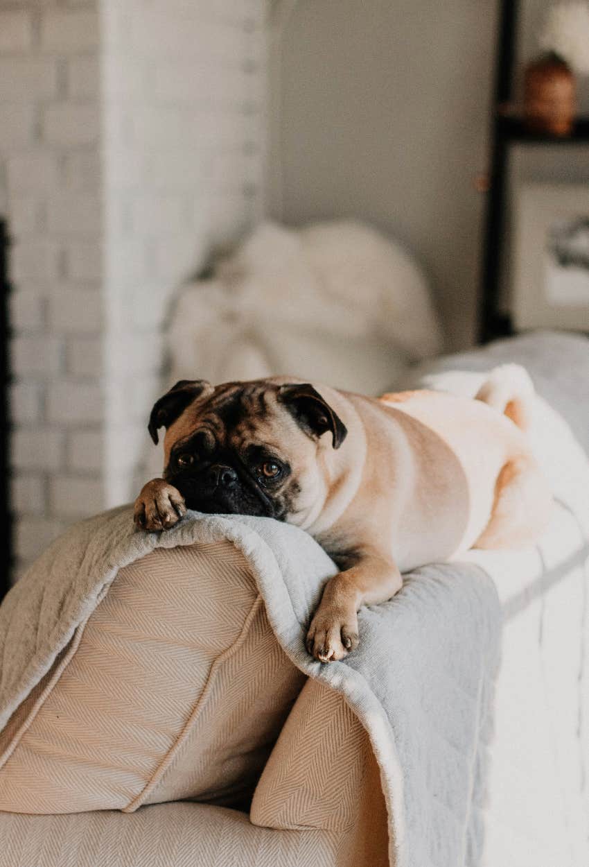 pug couch renters criticize landlord pet fees