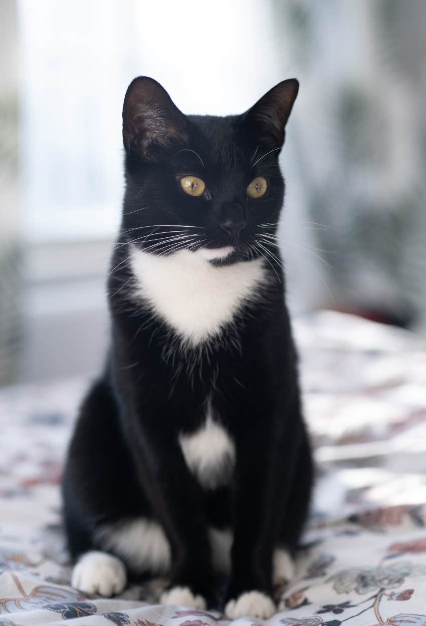 Tuxedo cat