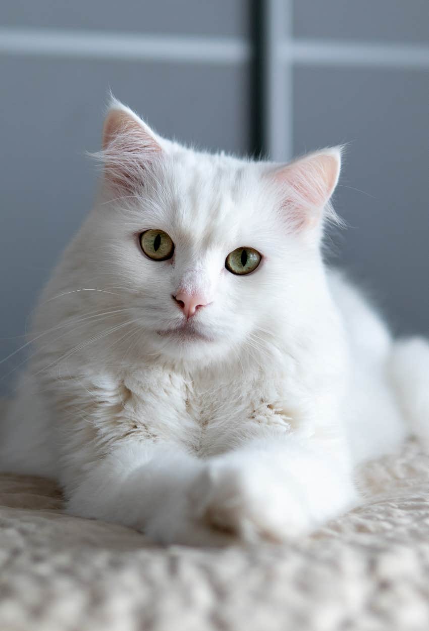 white cat