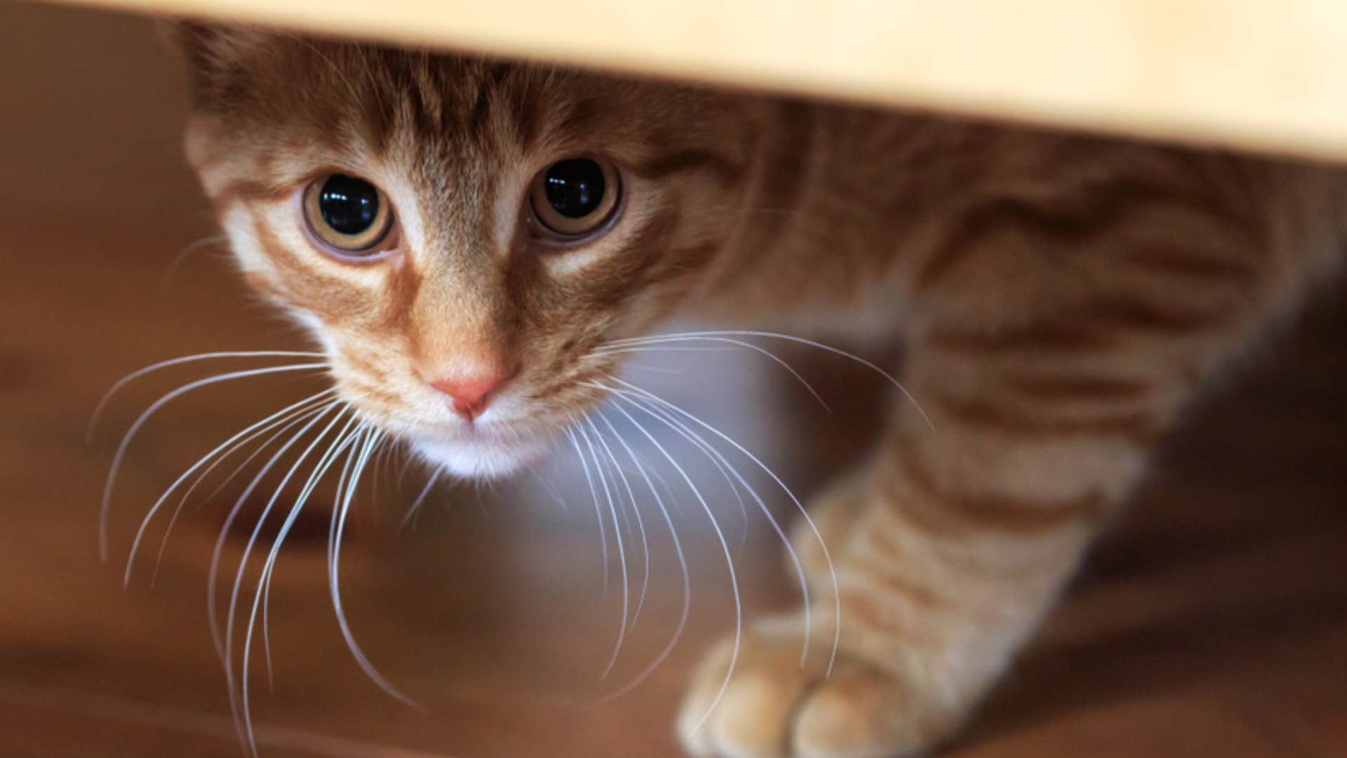 change in pet cat's behavior 