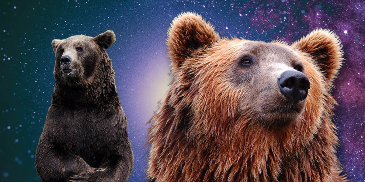 What Does Dreaming About Bears Mean? 7 Common Interpretations