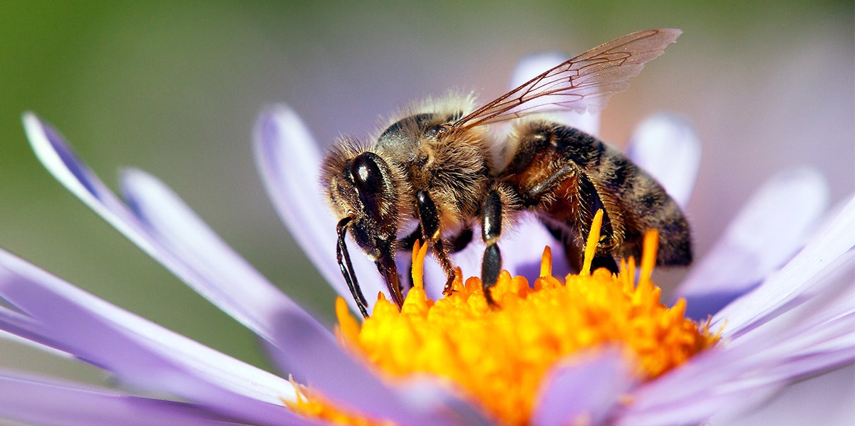 Dreaming Of Bees Bee Symbolism Totem Power Animal Meaning Yourtango