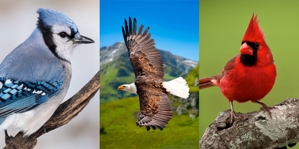 Bird Meanings & Symbolism Explained