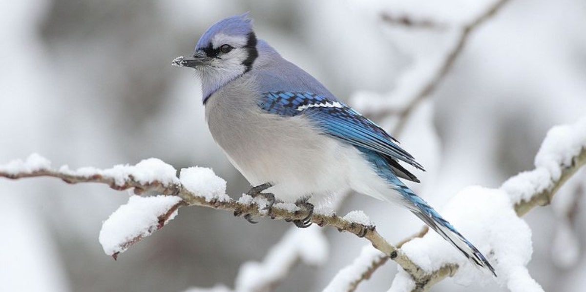 Blue Jay Symbolism The Spiritual Meaning Of Seeing Blue Jays Yourtango