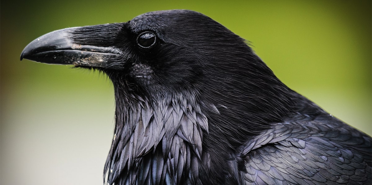 Crows Chasing Hawk Spiritual Meaning  