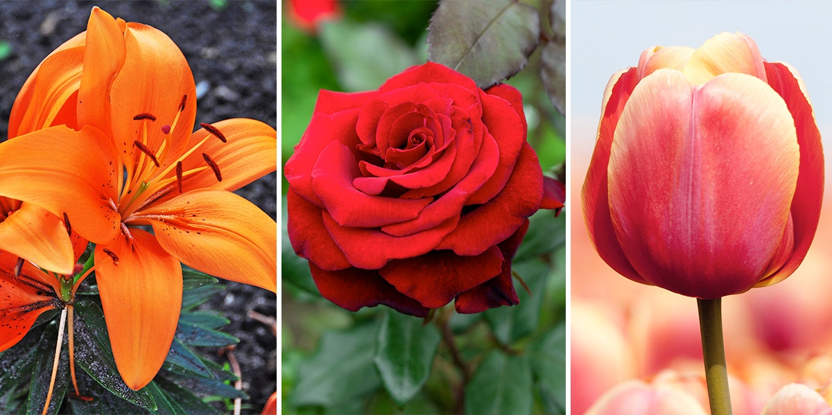Flower Color Meaning, Significance of Flower Colors