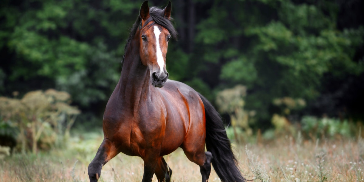 Horse Symbolism & Meaning  Spirit, Totem, & Power Animal