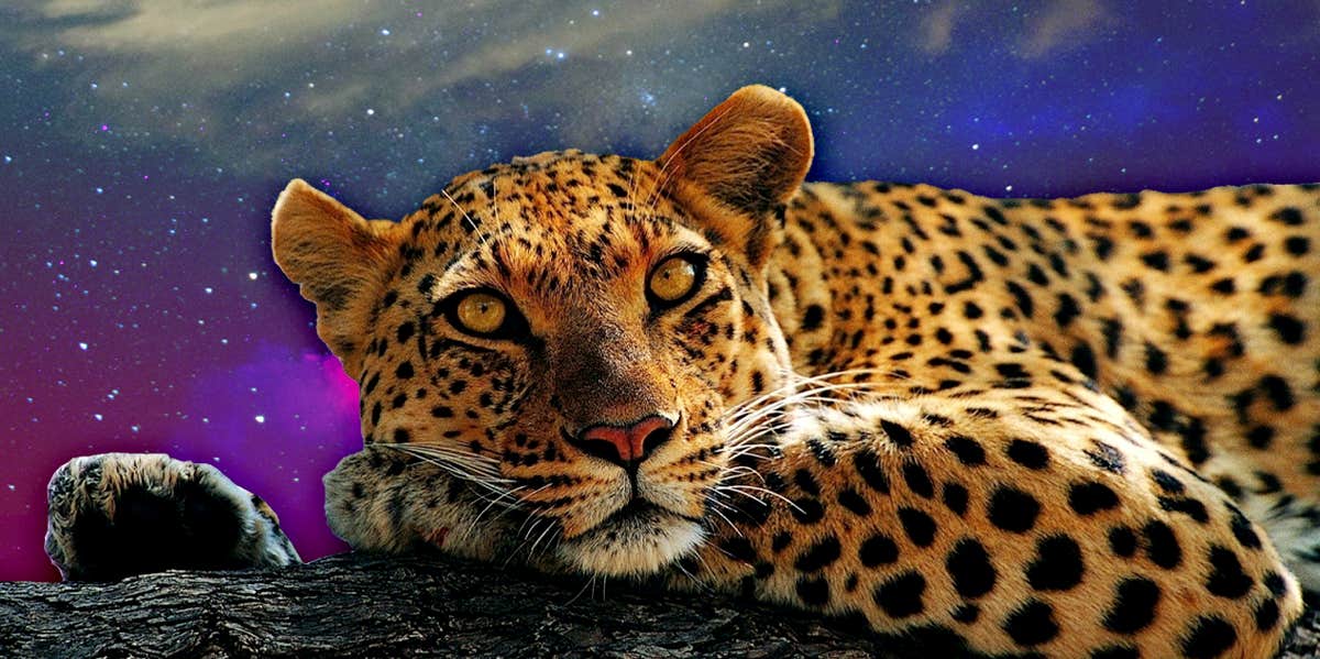 leopard symbol meaning