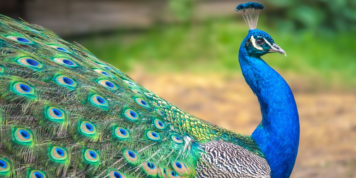 Are peacock feathers bad luck ? — The House of Good Fortune