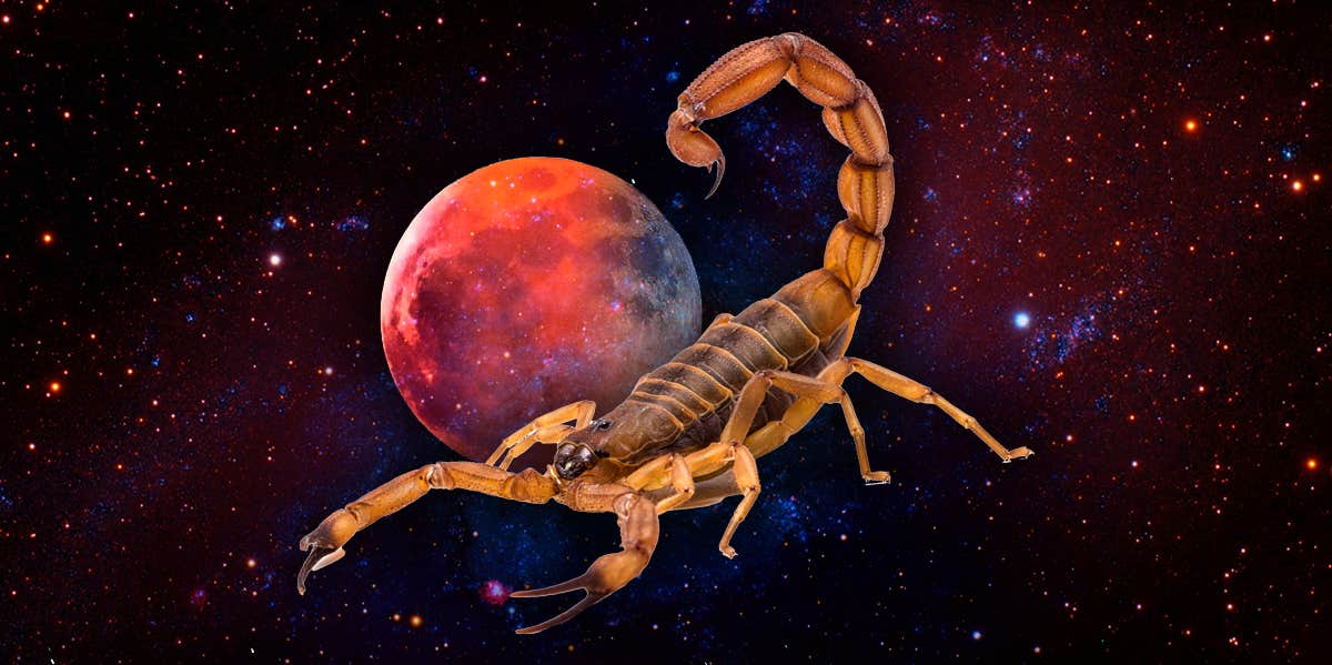 Scorpion Symbolism & The Meaning Of An Scorpion Spirit Animal