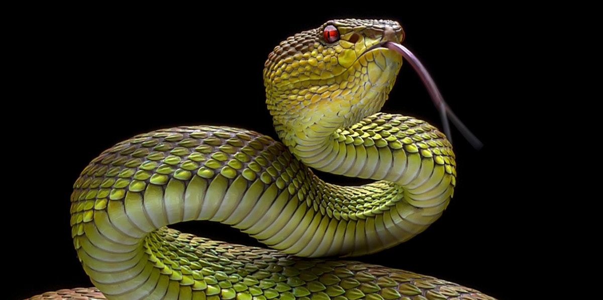 snake eating snake symbol