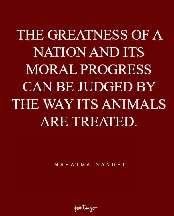 gandhi quotes animals