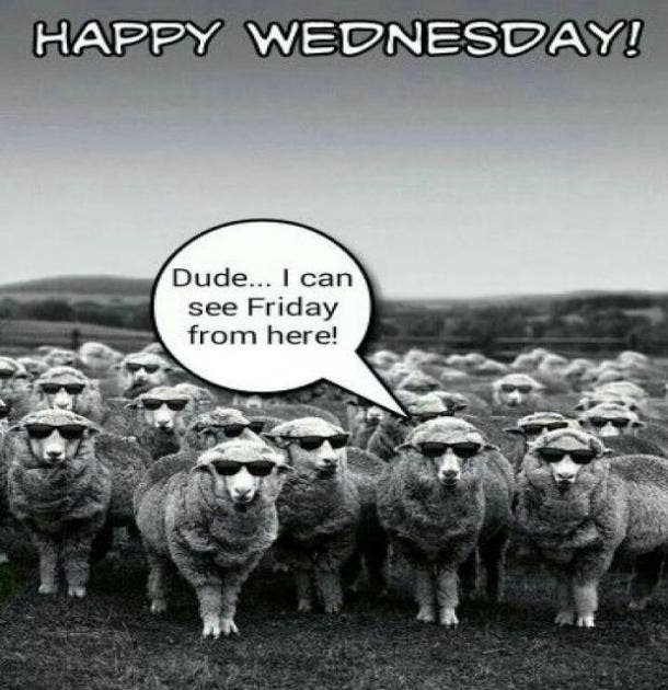 happy wednesday pictures funny
